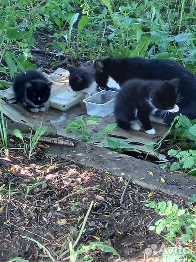 Котята в добрые руки