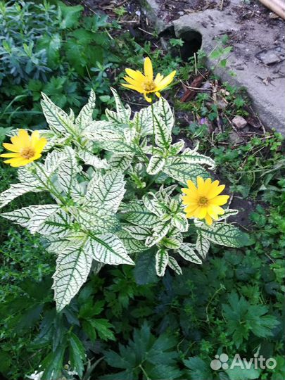 Цветы на срезку со своего сада