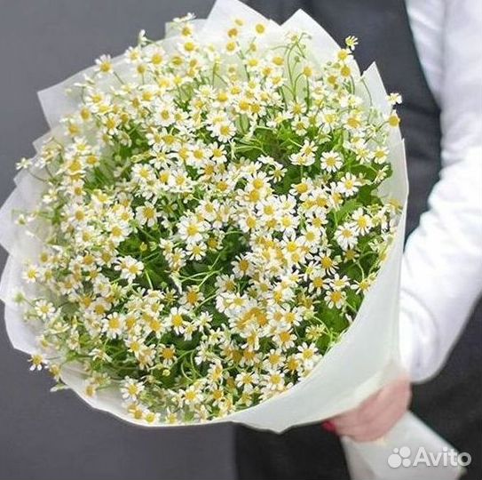 Цветы ромашки