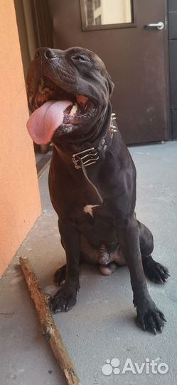 Питбультерьер вязка