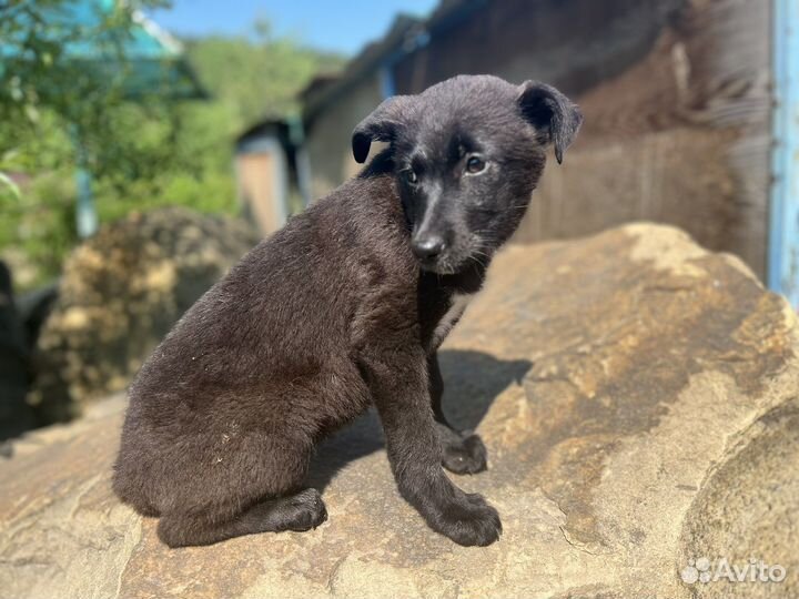 В добрые руки