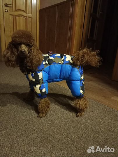 Комбинезон зимний для собаки