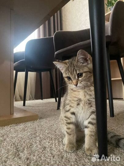 Отдаем котенка в добрые руки