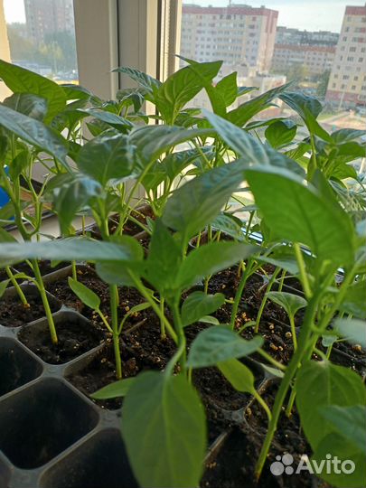 Рассада перца