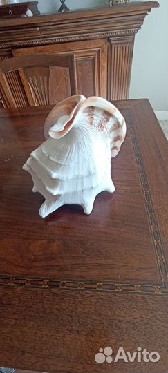 Большая морская раковина