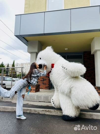 Ростовые мишки Умка и Барни.Поздравления