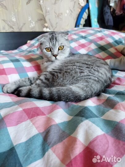 Шотландская вислоухая кошка бесплатно