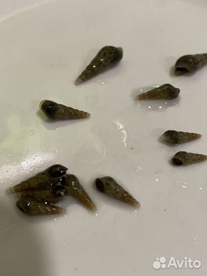 Улитки мелании