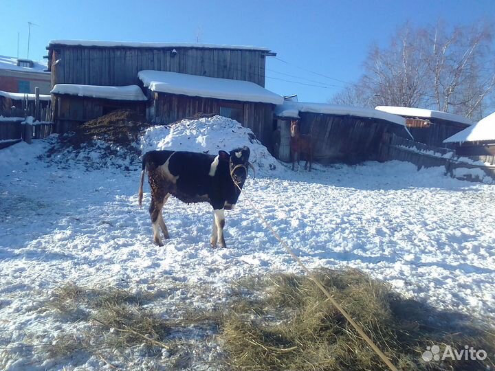 Бык и телка