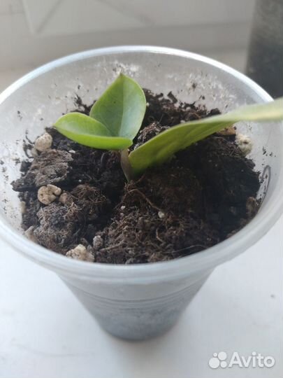 Замиокулькас