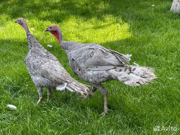 Семья аспидных индюков 1+3 (3,5месяца)