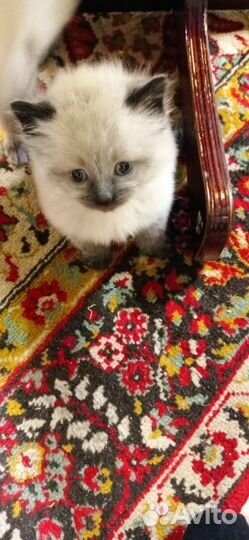 Сиамский котик