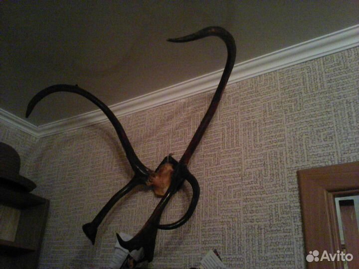 Рога оленя на медальёне коллекционные