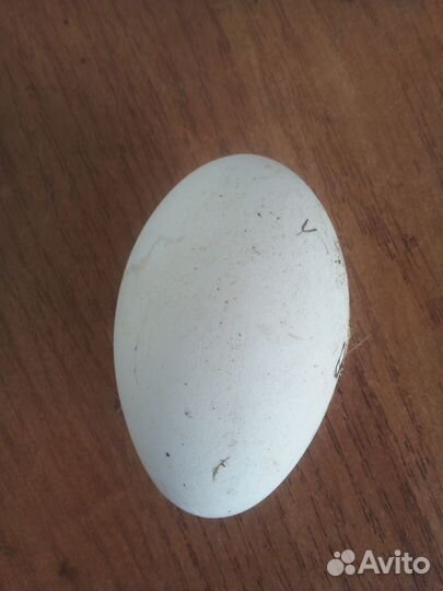 Яйцо гусиное