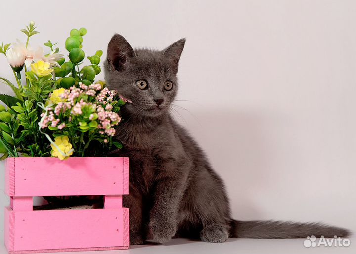 Котёночек 2 мес в поисках своей семьи