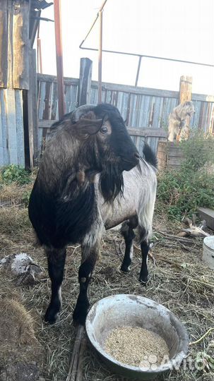 Козел альпийский