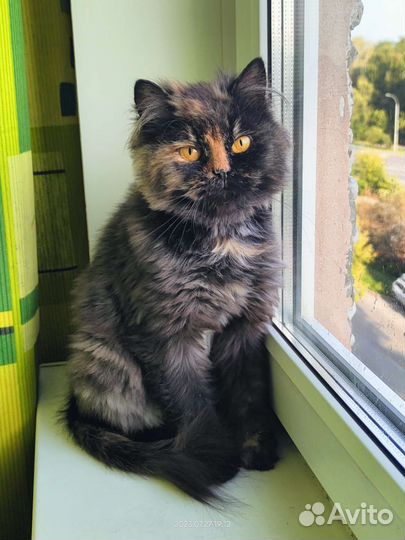 Кошечка ищет дом