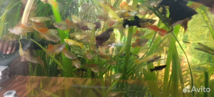 Аквариумные рыбки