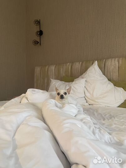 Девушка чихуахуа познакомится с мужчиной чихуахуа