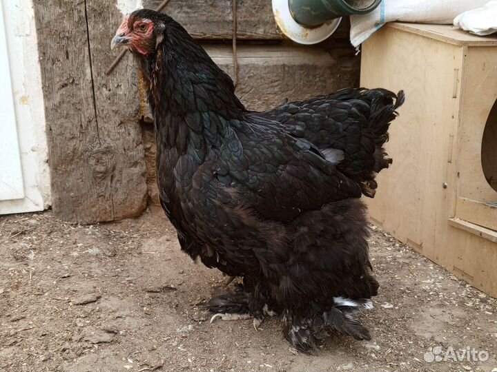 Цыплята джейсерский гигант