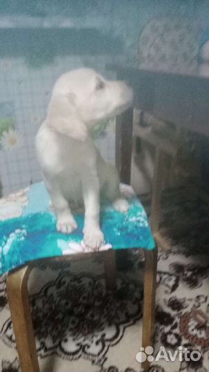 Щенки Лабрадора