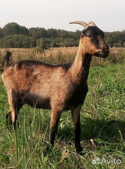 Ламанча и нубики