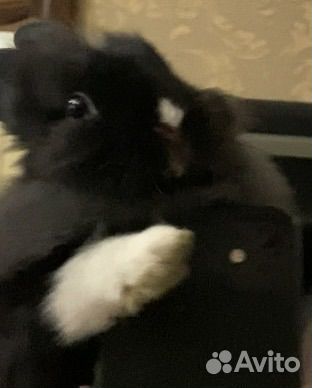 Декоративный кролик бесплатно