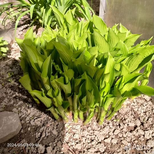 Малоуходный сад