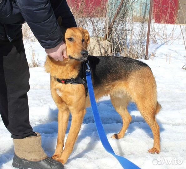 Собака в добрые руки