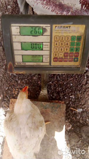 Куры бройлеры