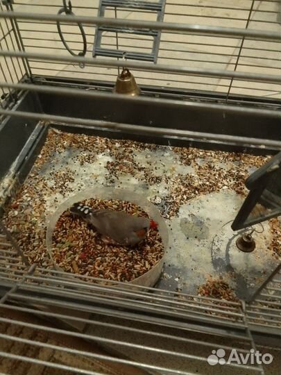 Амадин, мальчик