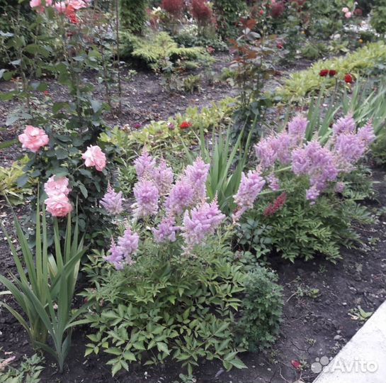 Садовые цветы