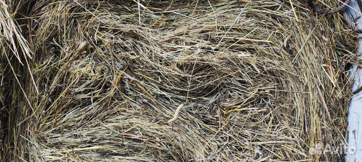 Сено в рулонах, тюк
