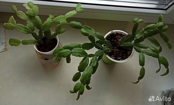 Декабрист розовый и белый редкий