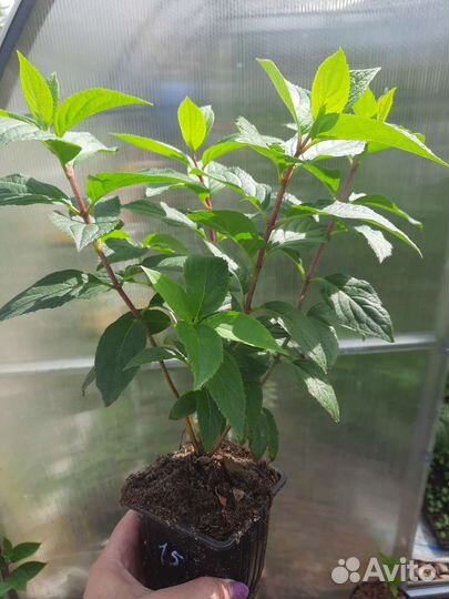 Гортензия метельчатая Стравберри Блоссом