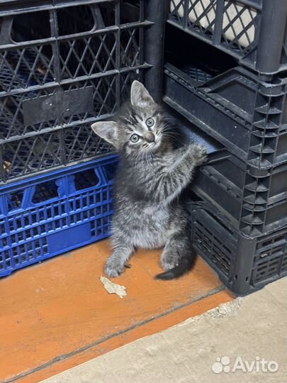 Котята 1,5 месяца