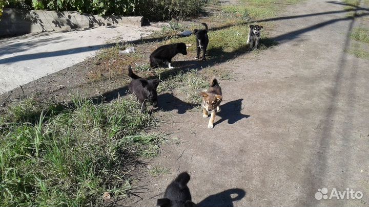 Щенячий дет.сад