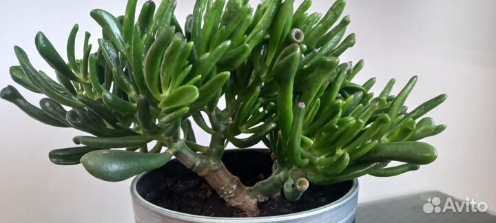 Красула хоббит