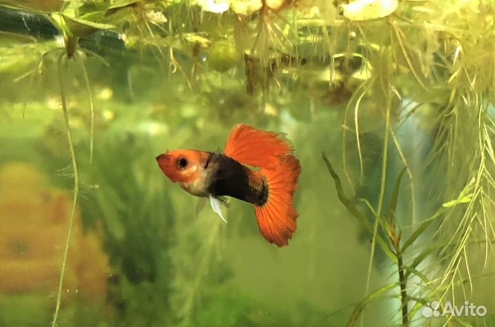 Молодь гуппи Кои (чистая линия)