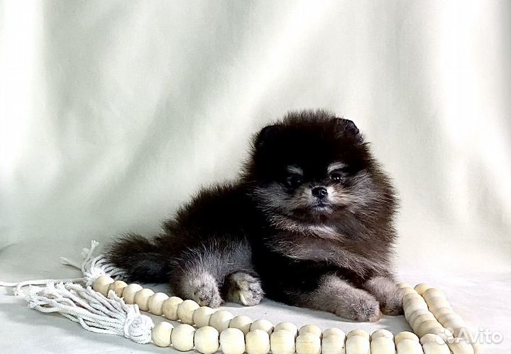 Щенки померанцы