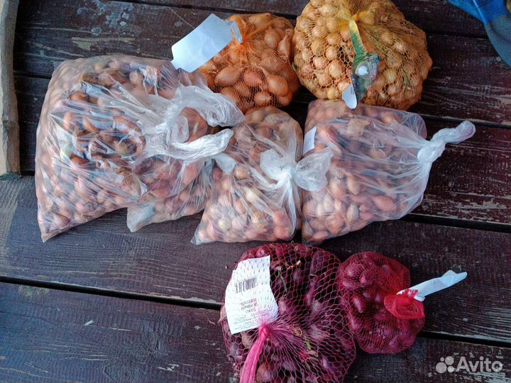 Лук семеной для посадки