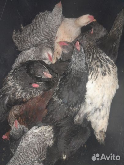 Молодые петухи