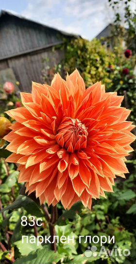 Георгины клубни