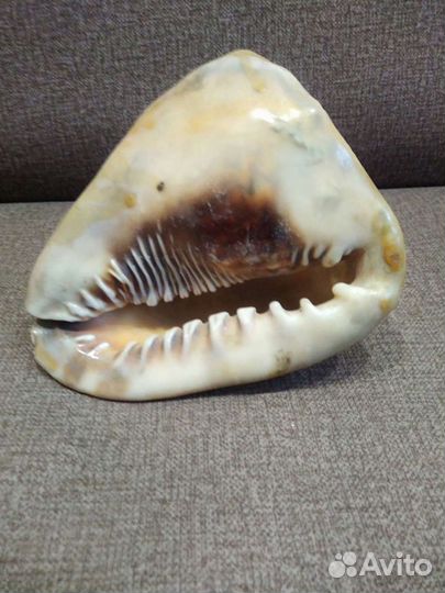 Ракушка морская