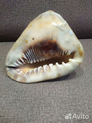 Ракушка морская