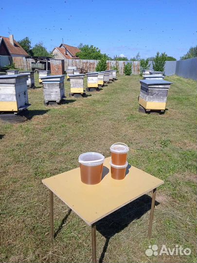 Мёд из пасеки