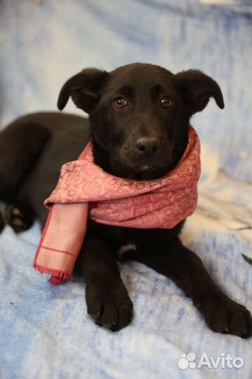 Щенок девочка в добрые руки