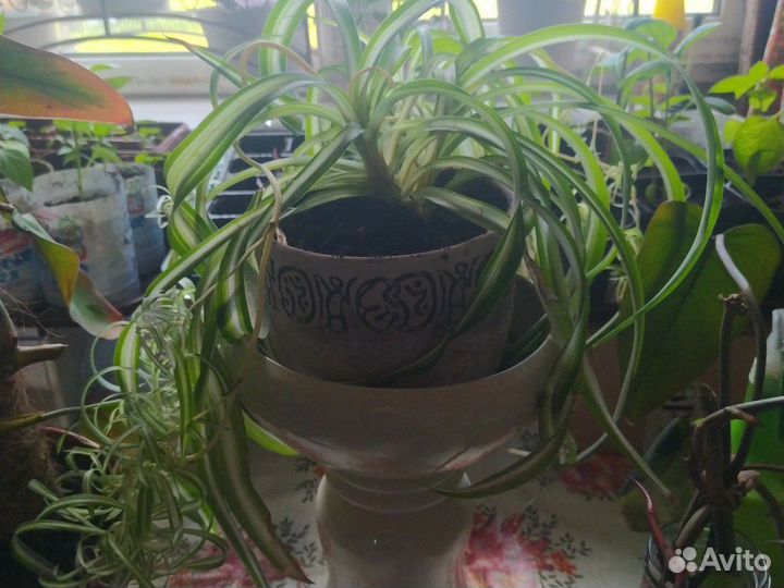 Хлорофитум кучерявый