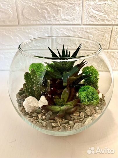 Флорариум суккуленты