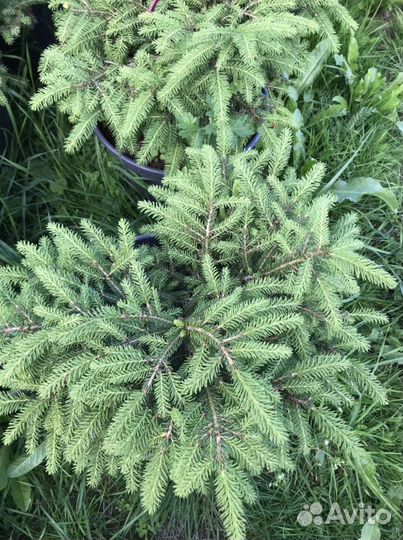 Ель нидиформис